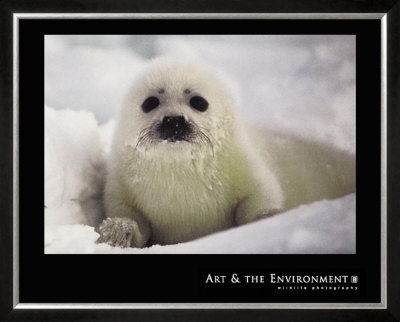 Harp Seal Pup by Gerry Ellis Pricing Limited Edition Print image