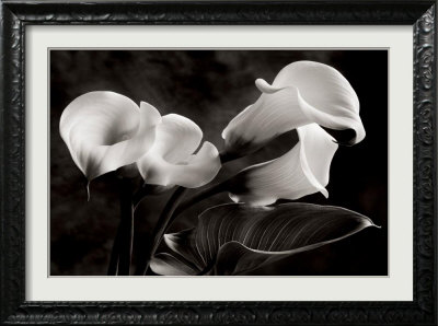 Calla Lilly by Sondra Wampler Pricing Limited Edition Print image