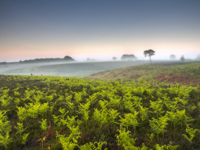 Spring Morning On Heathland In The New Forest National Park, Hampshire, England by Adam Burton Pricing Limited Edition Print image