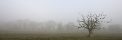 Gnarled Decidous Tree Silhouetted In A Misty Field, Winkleigh, Devon, England by Adam Burton Pricing Limited Edition Print image