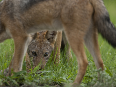 A Black Backed Jackal, Canis Mesomelas, Looking Under Another by Beverly Joubert Pricing Limited Edition Print image