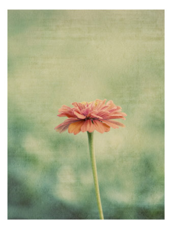 Flower Portrait Iii by Meghan Mcsweeney Pricing Limited Edition Print image