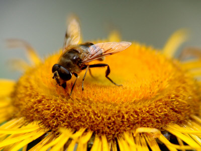 Close-Up Of A Bee On A Yellow Flower by Ilona Wellmann Pricing Limited Edition Print image