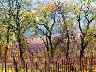 Technicolor Vineyard by Bob Cornelis Pricing Limited Edition Print image