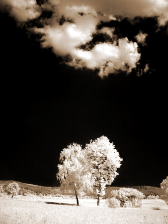 Two Trees Stand In Field by Ilona Wellmann Pricing Limited Edition Print image