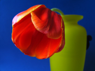 Orangish Red Tulip In A Green Vase by Ilona Wellmann Pricing Limited Edition Print image