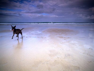 Dog On Beach With Surfers In Background, St Ives, Cornwall, England, Uk by Images Monsoon Pricing Limited Edition Print image