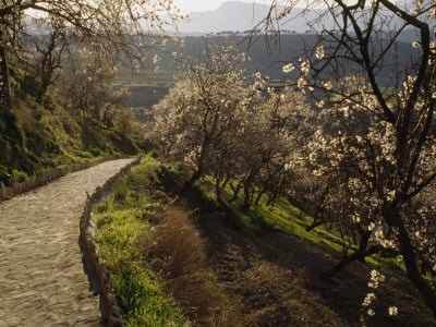 Almond Trees On A Hillside Bloom In Rhonda, Spain by Stephen Alvarez Pricing Limited Edition Print image