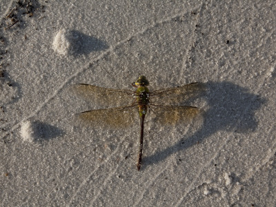 Dragonfly On A Sandy Beach by Stephen Alvarez Pricing Limited Edition Print image