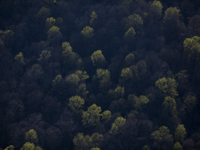 Aerial View Of Trees On The Cumberland Plateau In Spring by Stephen Alvarez Pricing Limited Edition Print image