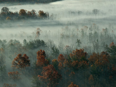 Mist Rises From The Ground On The Cumberland Plateau by Stephen Alvarez Pricing Limited Edition Print image