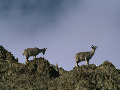 Blue Sheep On A Himalayan Ridge by Steve Winter Pricing Limited Edition Print image