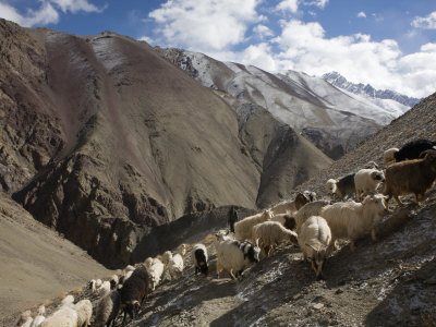 Herding Goats In The Kharlung Valley by Steve Winter Pricing Limited Edition Print image