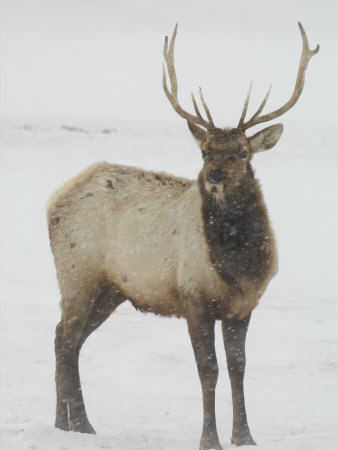 Adult Male Elk Standing In A Field The Snow by Tim Laman Pricing Limited Edition Print image