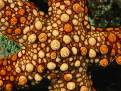 Close View Of The Bumpy Dorsal Surface Of A Starfish by Tim Laman Pricing Limited Edition Print image