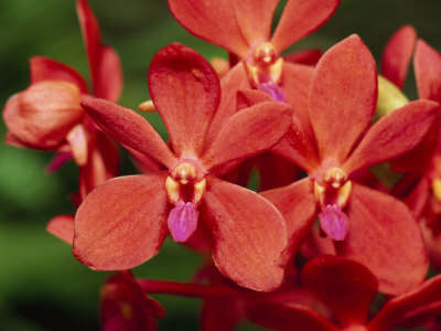 Cluster Of Hybrid Red Orchids by Tim Laman Pricing Limited Edition Print image