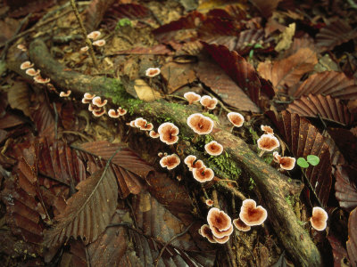 Fungi Feeding On A Mossy Log On A Leaf-Littered Forest Floor by Tim Laman Pricing Limited Edition Print image