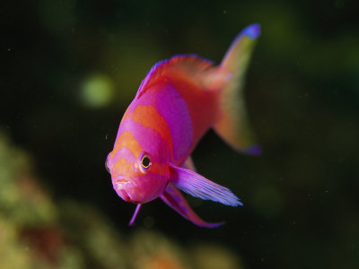 Head-On View Of The Colorful Squarespot Anthias Fish by Tim Laman Pricing Limited Edition Print image