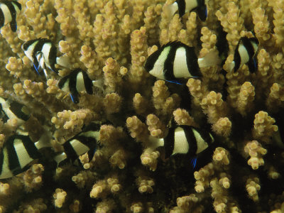 School Of Juvenile Humbug Dascyllus In A Branching Coral by Tim Laman Pricing Limited Edition Print image