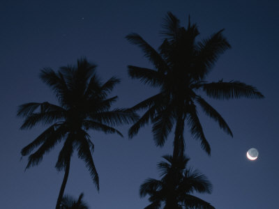 Silhouetted Palm Trees At Dusk With A Crescent Moon by Tim Laman Pricing Limited Edition Print image