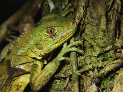 Young Iguana Clinging To A Mossy Tree Trunk by Tim Laman Pricing Limited Edition Print image