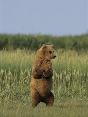 Brown Bear (Ursus Arctos) Standing Up In Grass by Tom Murphy Pricing Limited Edition Print image