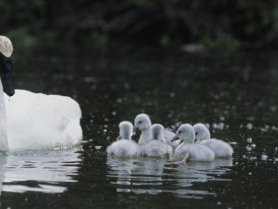 Trumpeter Swans (Cygnus Buccinator) And Cygnets by Tom Murphy Pricing Limited Edition Print image