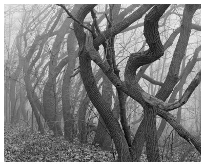 Potato Creek Gnarled Trees Black And White by Danny Burk Pricing Limited Edition Print image