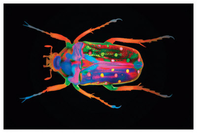 Coleoptera by Harold Davis Pricing Limited Edition Print image