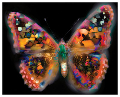 My Brilliant Butterfly by Harold Davis Pricing Limited Edition Print image