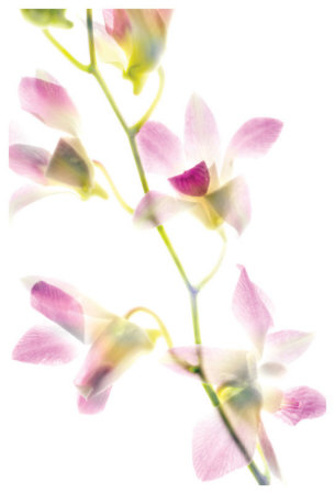 Orchidaceae Ii by Harold Davis Pricing Limited Edition Print image