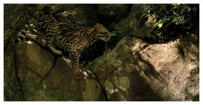 Ocelot Venture by Steve Hunziker Pricing Limited Edition Print image