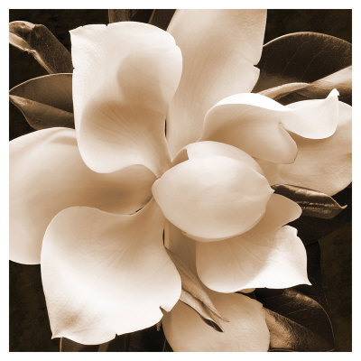 Magnolia Close Up Ii by Christine Zalewski Pricing Limited Edition Print image
