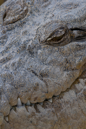 Saltwater Crocodile (Crocodylus Porosus), Queensland, Australia, Pacific by Michael Runkel Pricing Limited Edition Print image