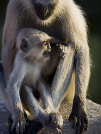 Mother And Child Monkey by Scott Stulberg Pricing Limited Edition Print image