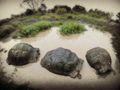 Galapagosturtles by Scott Stulberg Pricing Limited Edition Print image
