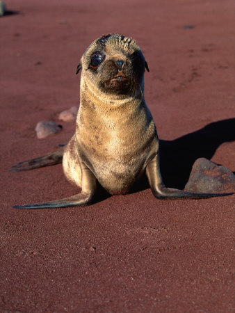 Glapagos Seal At Rest by Scott Stulberg Pricing Limited Edition Print image