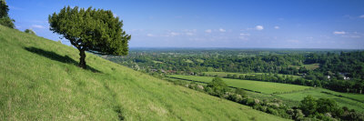Summer View South With Box Tree From Box Hill, North Downs, Surrey Hills, Surrey, England, Uk by John Miller Pricing Limited Edition Print image