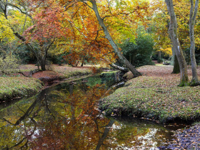 Autumn Foliage Beside A New Forest Stream, New Forest, Hampshire, England, United Kingdom, Europe by Adam Burton Pricing Limited Edition Print image