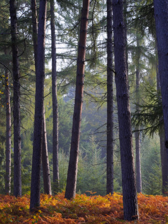 Autumn In A New Forest Pine Inclosure, New Forest, Hampshire England, United Kingdom, Europe by Adam Burton Pricing Limited Edition Print image