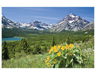 Balsamroot In Montana by Cory Brodzinski Pricing Limited Edition Print image