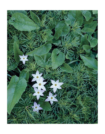 Camas Flowers by Danny Burk Pricing Limited Edition Print image
