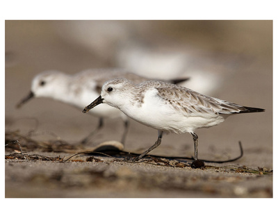 Morning Bird Dance by Steve Munch Pricing Limited Edition Print image