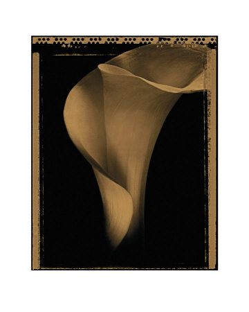 Calla I by Allan Baillie Pricing Limited Edition Print image