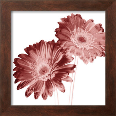 Red Daisies by Dick & Diane Stefanich Pricing Limited Edition Print image