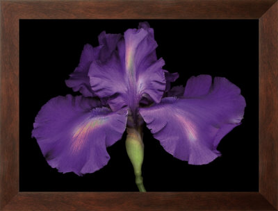 Blue Rainbow Iris by Harold Feinstein Pricing Limited Edition Print image