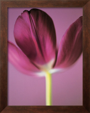 Tulip by Carol Sharp Pricing Limited Edition Print image