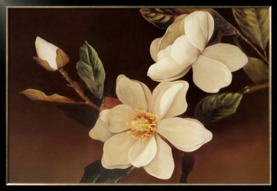 Magnolia Noir by Phyllis Hilburn Pricing Limited Edition Print image