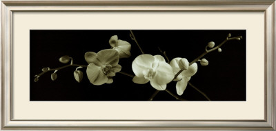 Orchid Sprays by J.K. Driggs Pricing Limited Edition Print image