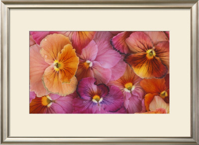 Sunset Pansies by Robin Constable Hanson Pricing Limited Edition Print image